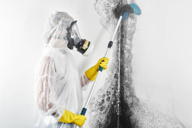  Kahaluu Keauhou, HI Mold Removal Pros