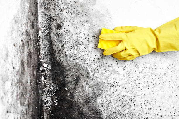 Best Attic Mold Removal  in Kahaluu Keauhou, HI