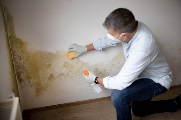 Kahaluu Keauhou, HI Mold Removal Company